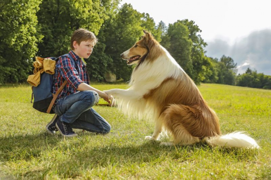 Škotski ovčar Lassie daje tačko Andreasu.