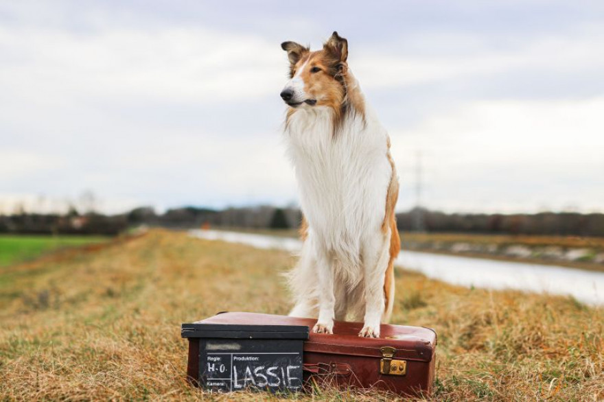 Škotski ovčar Lassie s prednjima tačkama na stoji na kovčku.